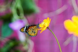 Nahaufnahme eines Monarchfalters an einer gelben Blüte