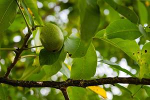 Nahaufnahme eines Walnussbaum Astes mit Frucht