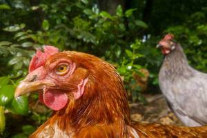 Nahaufnahme Hühner in Freilandhaltung auf Bio-Bauernhof