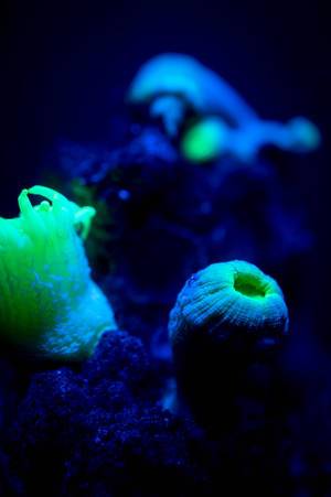 Nahaufnahme neonfarbener Korallen