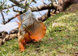 Nahaufnahme: Orangener Leguan