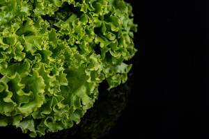 Nahaufnahme von frischem grünem Blattsalat isoliert auf reflektierender schwarzer Oberfläche