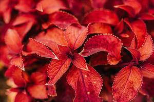 Nahaufnahme von herbstlichen roten Blättern