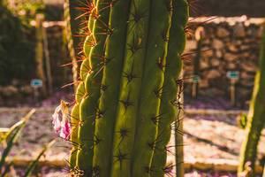 Nahaufnahme von Kaktusnadeln im Botanischen Garten
