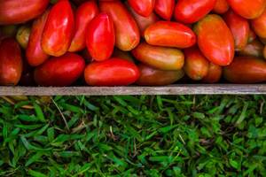 Nahaufnahme von Roma Tomaten in Holzkiste mit grünem Hintergrund