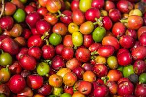 Nahaufnahme von roten und grünen Kaffeebohnen in noch nicht geröstetem Zustand