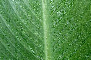 Nahaufnahme von Wassertropfen auf einem grünen Blatt