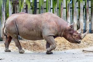 Nashorn in Gefangenschaft (engl.: Rhino)