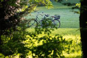 Nature Summer Photo of Two Bicycles in Forest