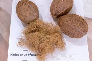 Natürlicher Rohstoff Kokosnussfasern veranschaulicht durch Kokosnüsse und Kokosfasern