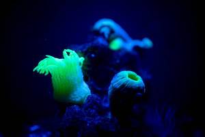 Neon color corals