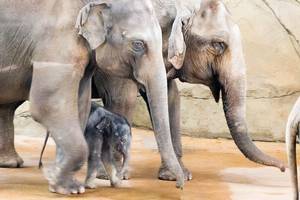 New-born elephant named "Jung Bul Kne" in Cologne