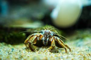 Ocean crab face