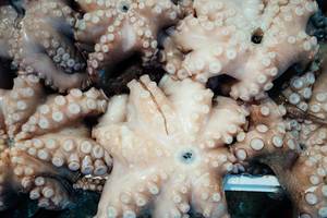 Octopuses up close on the street food market in Athens, Greece