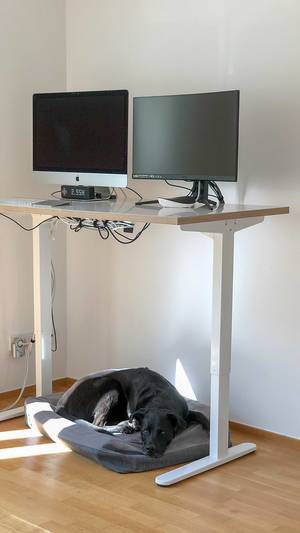 Office dog sleeps on his blanket under a standing desk