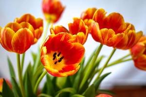 Orange and Yellow Tulips