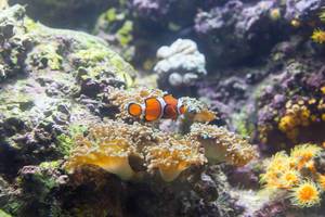 Orange clownfish (Amphiprion percula) above a Hammer coral (euphyllia parancora) - Shedd Aquarium, Chicago