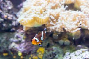 Orange clownfish (Amphiprion percula) - Shedd Aquarium, Chicago