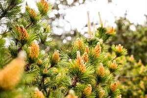 Orange pine cones in sunshine (Flip 2019)