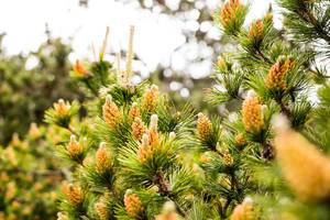 Orange pine cones