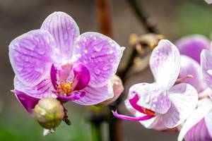 Orchid pink with water drops