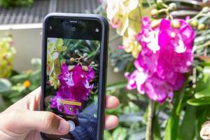 Orchideen mit Handy fotografieren