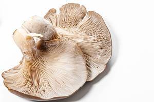Oyster mushrooms on a white background (Flip 2019)