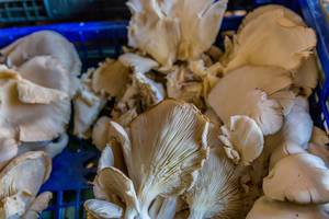 Oyster mushrooms on marketplace