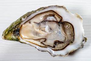 Oysters Fresh Seafood (Flip 2019)