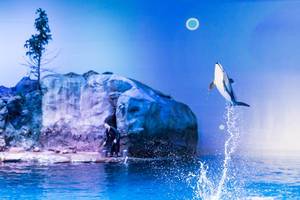 Pacific white-sided dolphin jumping high - Shedd Aquarium, Chicago