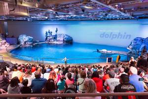 Pacific white-sided dolphin show at Shedd Aquarium