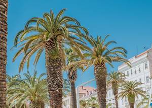 Palmenkulisse von blauem Himmel und weißer Häuserfassade