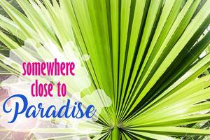Palms: Somewhere close to Paradise