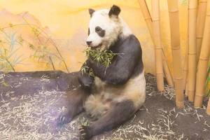 Pandabär / Panda Bear