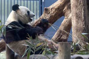 Pandabär Riri isst Bambus