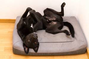 Paws up high. Black Labrador relaxing on a dog bed