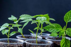 Pepper seedlings in plastic cups