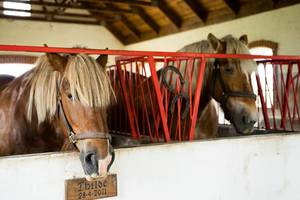 Pferde stecken die Köpfe aus ihren Ställen / Pferdeboxen