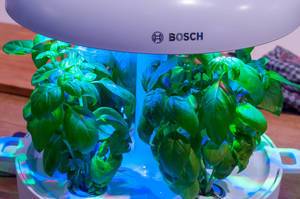 Pflanzenlicht von Bosch