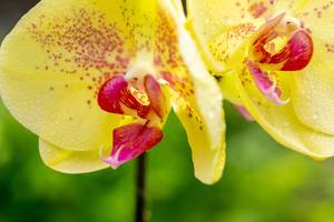 Phalaenopsis yellow Orchid close-up