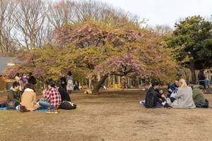 Picknick unter Kirschblütenbäumen im Yoyogi Park Tokio