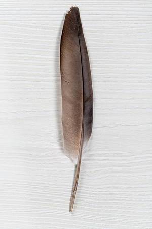 Pigeon feather on white wooden background