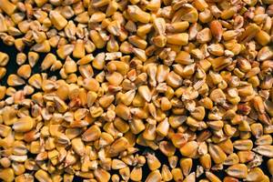 Pile of corn seed