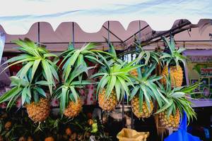 Pineapples hanged for display at a local fruit stand (Flip 2019)
