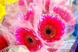Pink gerbera flowers