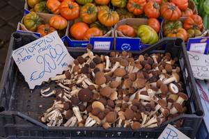 Pioppini - Samthauben Pilze auf dem Markt in Rom