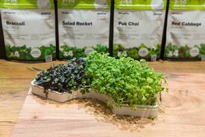 Plantui Microgreens-Garten mit Radieschen und Brokkoli Kresse
