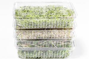 Plastic containers with different fresh micro greens