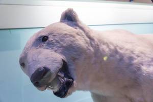Polarbär / Polar Bear