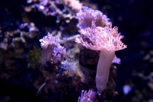 Polypen von rosafarbenen Korallen